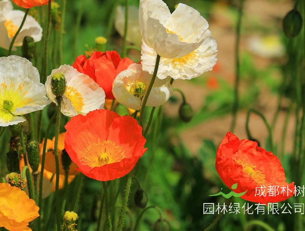 虞美人_图片_形态特征_ 生长习性_ 产地生境_病虫防治_主要价值以及植物文化