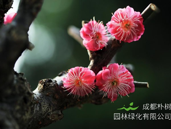 红梅的产地在哪儿？哪有有种植红梅的基地？