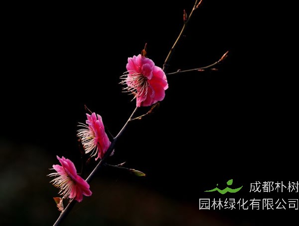 红梅的梅子能不能吃？