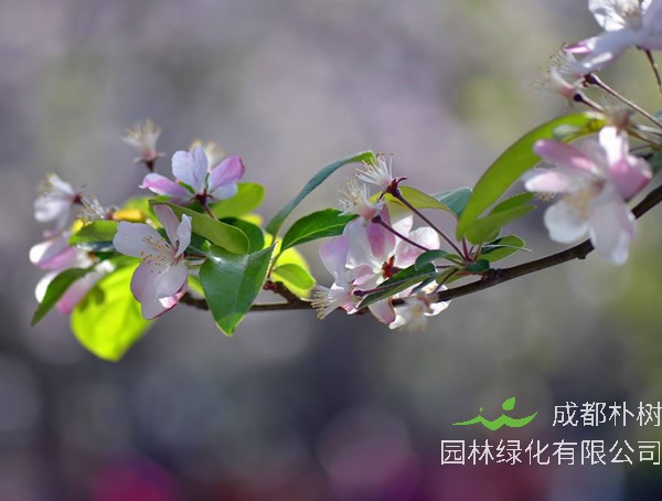 海棠的开花季节是什么时间？