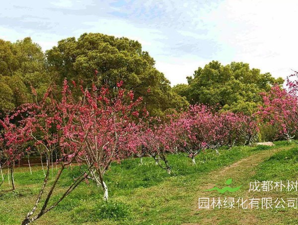 海棠的修剪时间和方法是怎样的？
