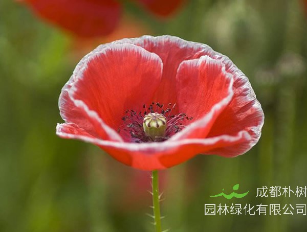 虞美人_图片_形态特征_ 生长习性_ 产地生境_病虫防治_主要价值以及植物文化