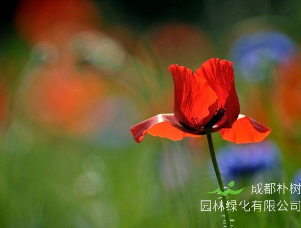 虞美人为什么叫虞美人？