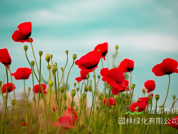 虞美人_图片_形态特征_ 生长习性_ 产地生境_病虫防治_主要价值以及植物文化