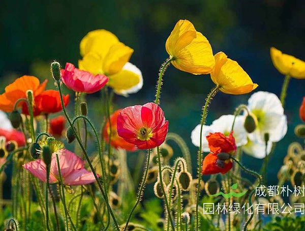 虞美人_图片_形态特征_ 生长习性_ 产地生境_病虫防治_主要价值以及植物文化