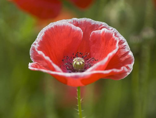 虞美人_图片_形态特征_ 生长习性_ 产地生境_病虫防治_主要价值以及植物文化