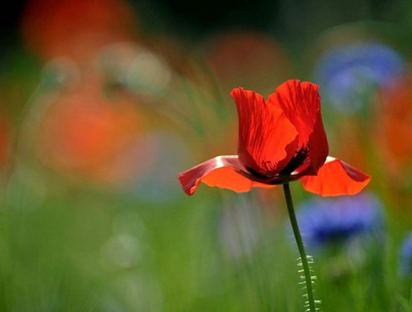 虞美人为什么叫虞美人？