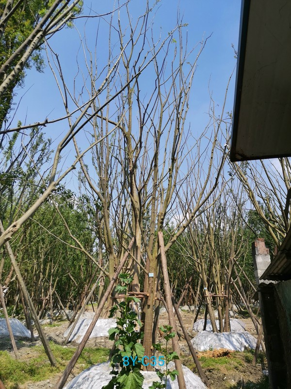 朴树落叶吗？朴树是落叶乔木吗？