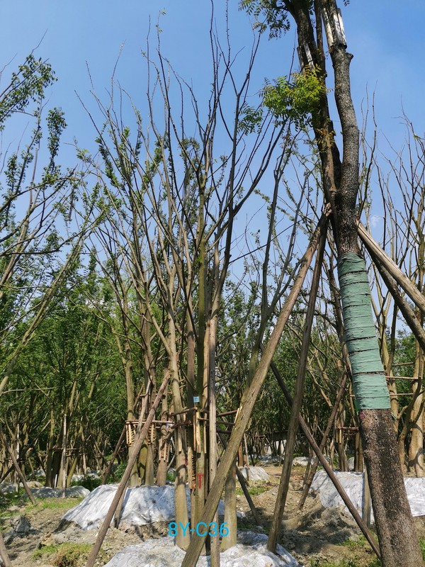 种植栽培丛生朴树的前景怎么样？