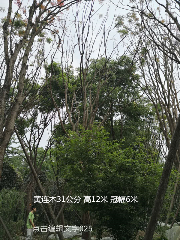 黄连木是红木吗？