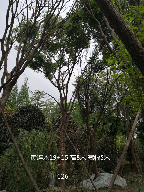 黄连木的果实有什么用？怎么做好吃？