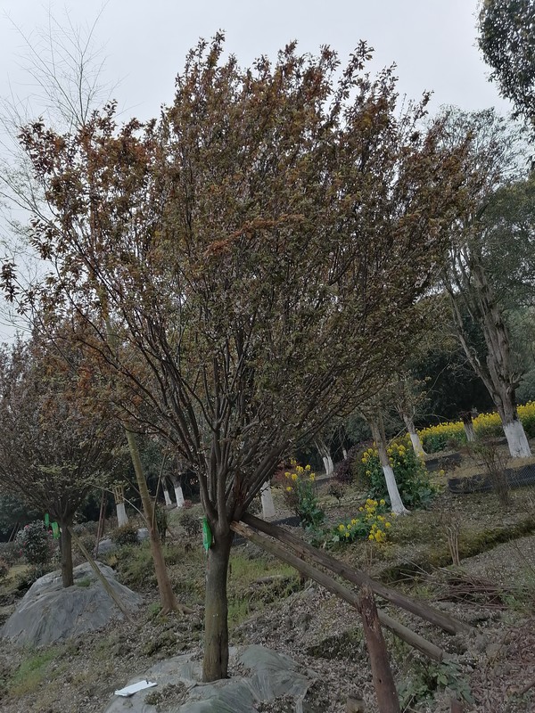 栽种的红叶李为什么不结果？原因分析