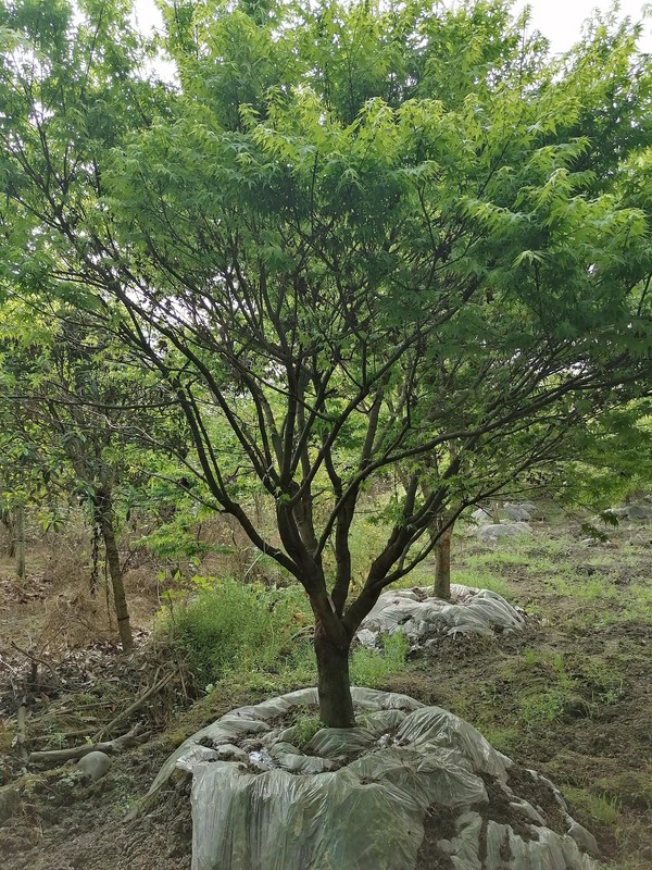 鸡爪槭的种子可以靠风传播吗？