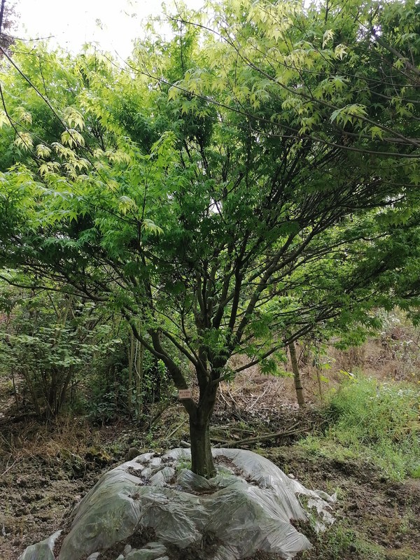 鸡爪槭的种子什么时候成熟？