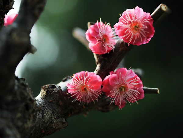 红梅的产地在哪儿？哪有有种植红梅的基地？