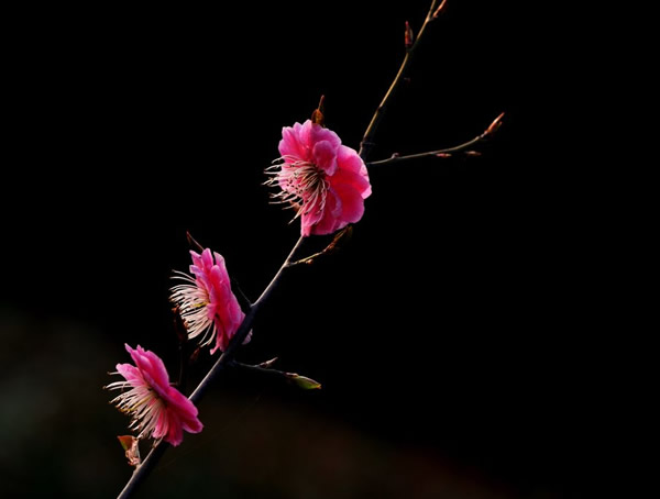 红梅的梅子能不能吃？