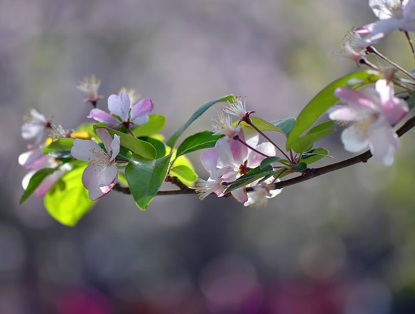 海棠的开花季节是什么时间？