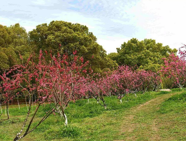 海棠的修剪时间和方法是怎样的？
