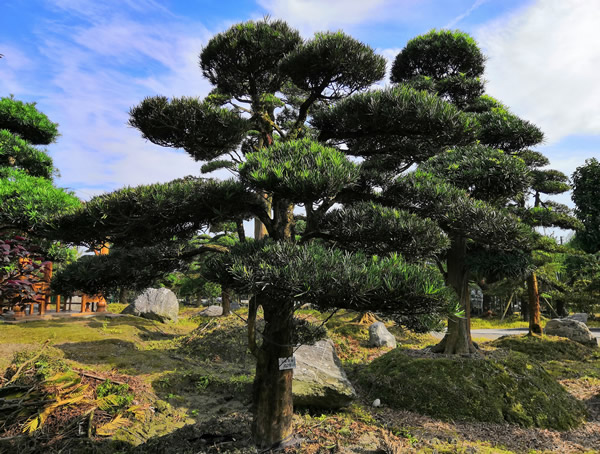 罗汉松的果实能吃吗？