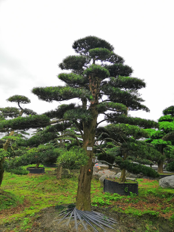 罗汉松的根系会很发达吗？