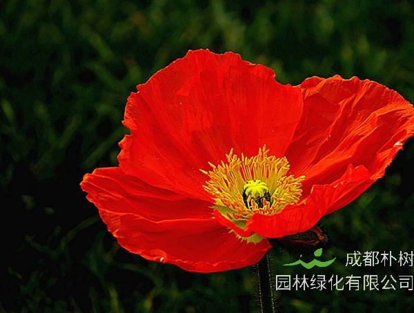 虞美人_图片_形态特征_ 生长习性_ 产地生境_病虫防治_主要价值以及植物文化