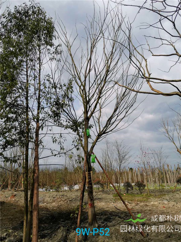 都江堰朴树在线采购【苗圃栽植基地直销】20公分价格2500元