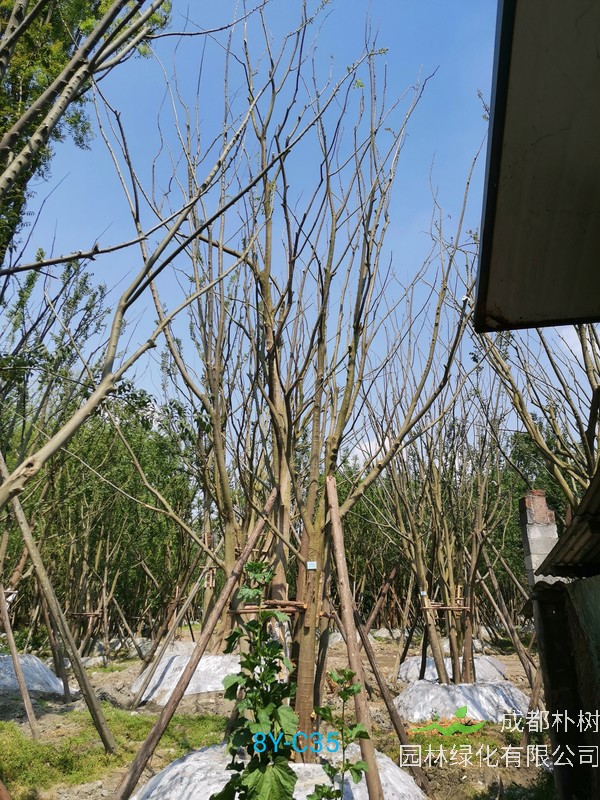 朴树落叶吗？朴树是落叶乔木吗？