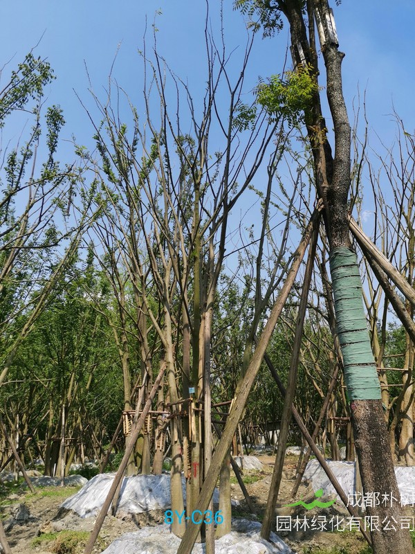 种植栽培丛生朴树的前景怎么样？