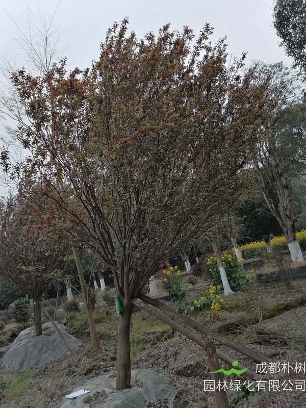 栽种的红叶李为什么不结果？原因分析