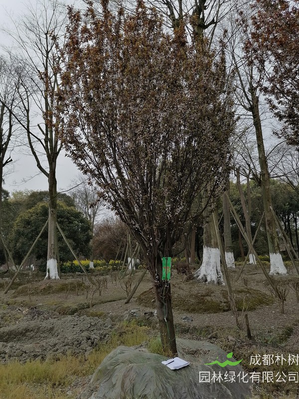 揭秘红叶李如何修剪？