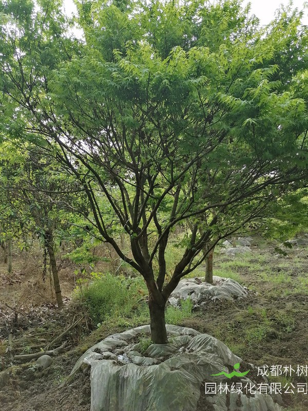 鸡爪槭的种子可以靠风传播吗？