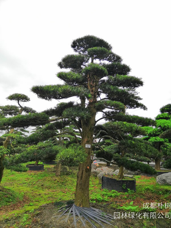 罗汉松的根系会很发达吗？