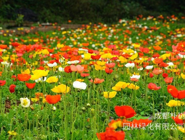 虞美人的花语是什么意思？