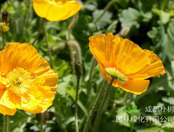 虞美人的种植时间及方法详解