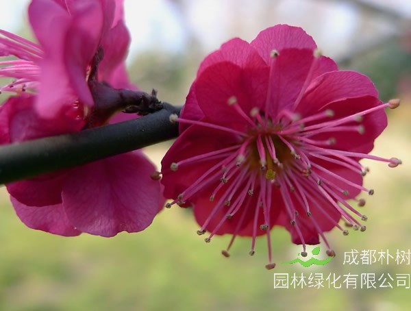 简单介绍红梅的扦插方法与时间