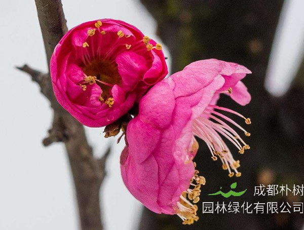 红梅用什么土养殖比较好？