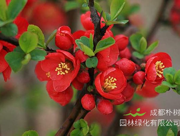 海棠的别称和雅称分别是什么？