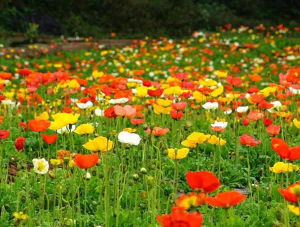 虞美人的花语是什么意思？