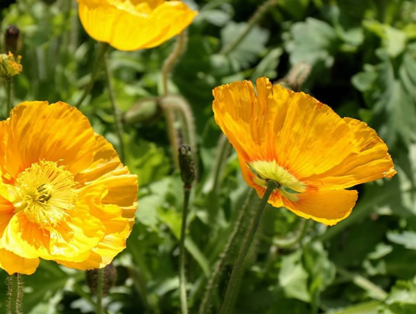 虞美人的种植时间及方法详解