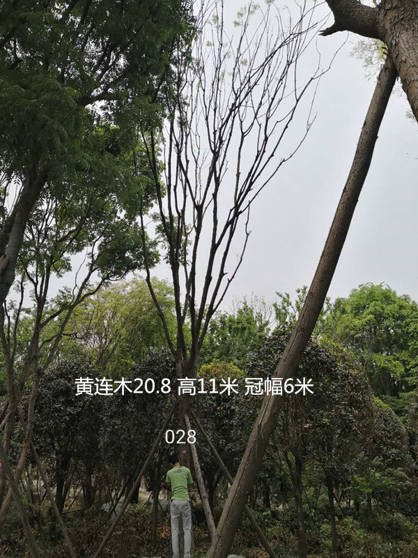 黄连木的观赏特性有哪些？有什么价值？