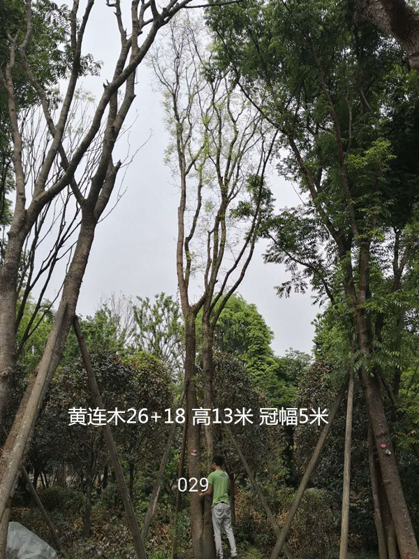 黄连木盆景怎么培育最好看？