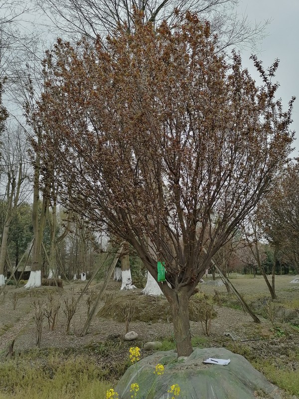 红叶李是常绿乔木还是落叶乔木？