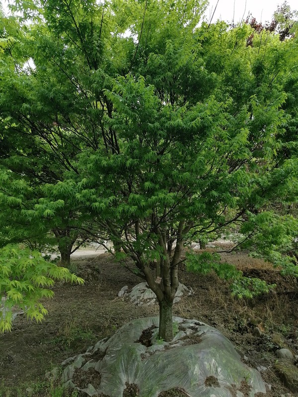 鸡爪槭的形态特征有哪些？