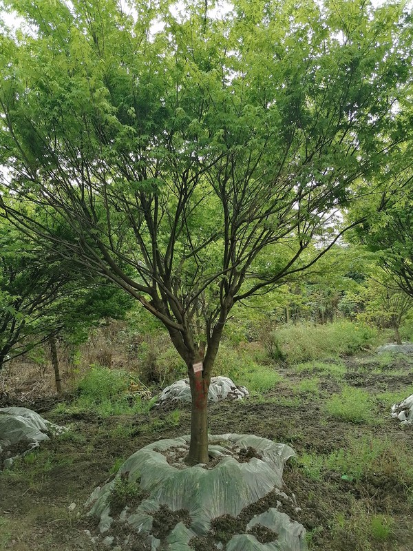 鸡爪槭的常规修剪要点有哪些？