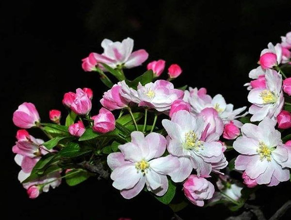 海棠的嫩枝需要剪掉吗？