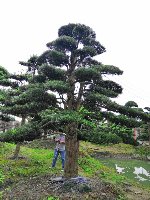 罗汉松的花什么样子的？