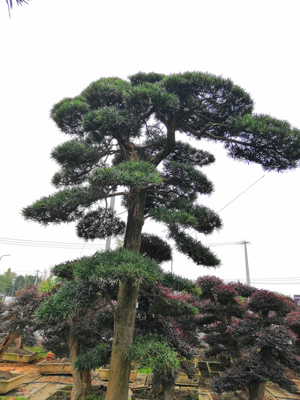 详解罗汉松的嫁接方法，什时候最易成活？