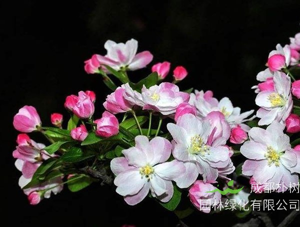 海棠的嫩枝需要剪掉吗？