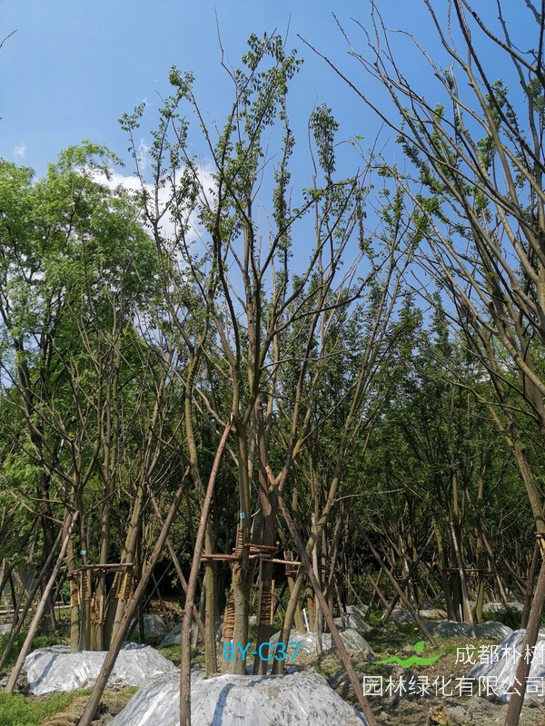 丛生朴树的特征有哪些？