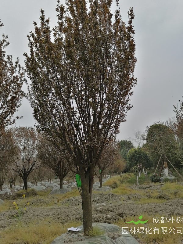 红叶李泡酒有什么功效？